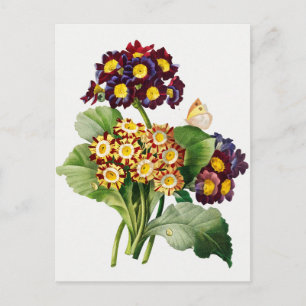 Antieke botanische illustratie briefkaart