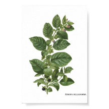 Antieke botanische illustratie van Atropa Belladon