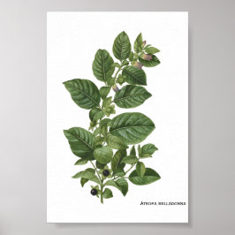 Antieke botanische illustratie van Atropa Belladon Poster