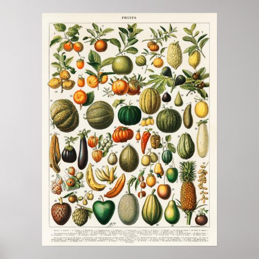 Antieke botanische illustratie van fruit poster (Voorkant)
