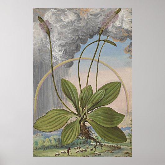 Antieke botanische kunst Broadleaf Plaintain Poster (Voorkant)