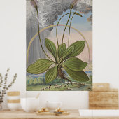 Antieke botanische kunst Broadleaf Plaintain Poster (Keuken)