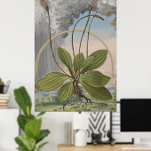 Antieke botanische kunst Broadleaf Plaintain Poster (Thuiskantoor)