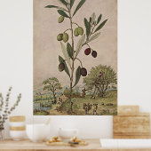 Antieke botanische kunstolijventeelt poster (Keuken)