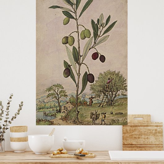Antieke botanische kunstolijventeelt poster (Keuken)