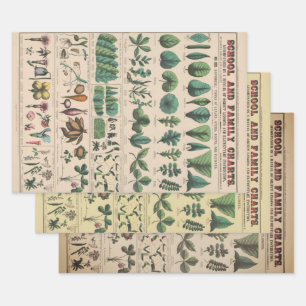 Antieke Botanische Schoolkaart Vintage Natuur Inpakpapier Vel