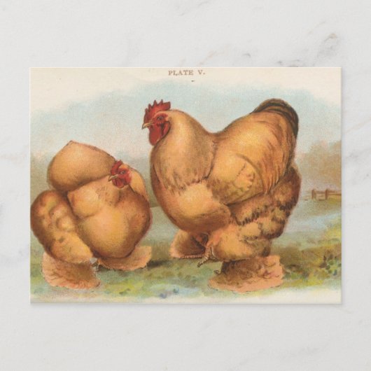 Antieke "Buff Cochin Kippen" Ansichtkaart Briefkaart (Voorkant)