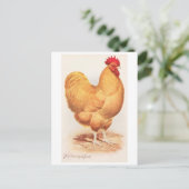Antieke Buff Orpington Haan Briefkaart (Staand voorkant)