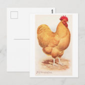 Antieke Buff Orpington Haan Briefkaart (Voorkant / Achterkant)