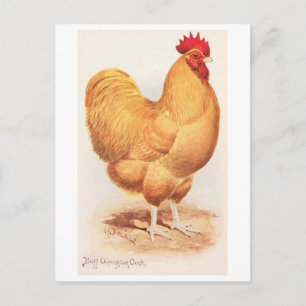 Antieke Buff Orpington Haan Briefkaart