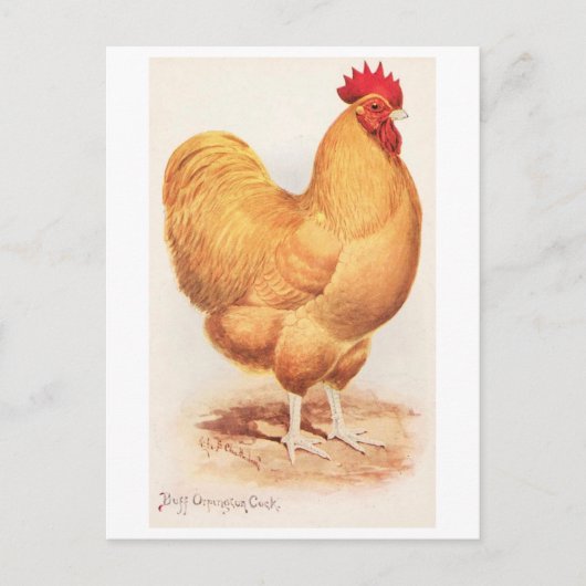 Antieke Buff Orpington Haan Briefkaart (Voorkant)