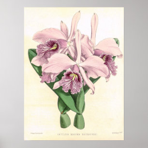 Antieke Cattleya Maxima Orchideeënbloem Kunst Poster