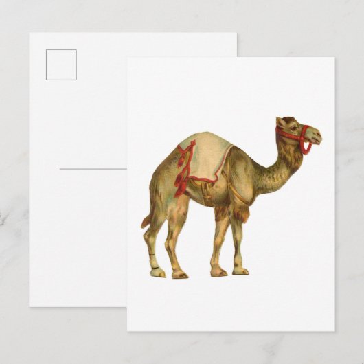 Antieke circusoptredende kameel briefkaart (Voorkant / Achterkant)