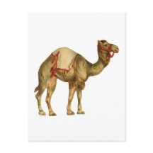 Antieke circusoptredende kameel