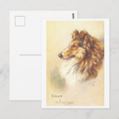 Antieke Collie Ansichtkaart Briefkaart (Voorkant / Achterkant)
