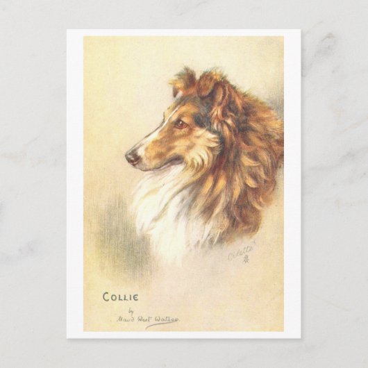 Antieke Collie Ansichtkaart Briefkaart (Voorkant)