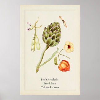 Antieke Culinaire Artisjok Botanische Kunstprint Poster