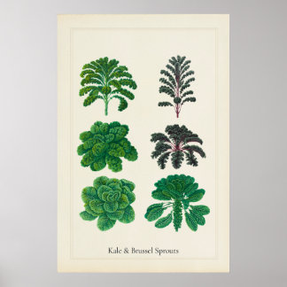 Antieke Culinaire Botanische Kunstprint Boerenkool Poster