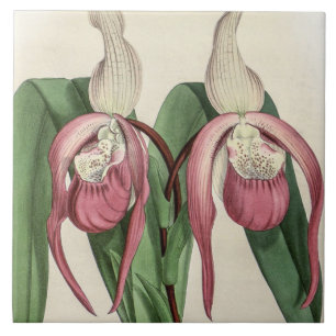 Antieke Cypripedium Schroderae Zeldzame Orchidee B Tegeltje