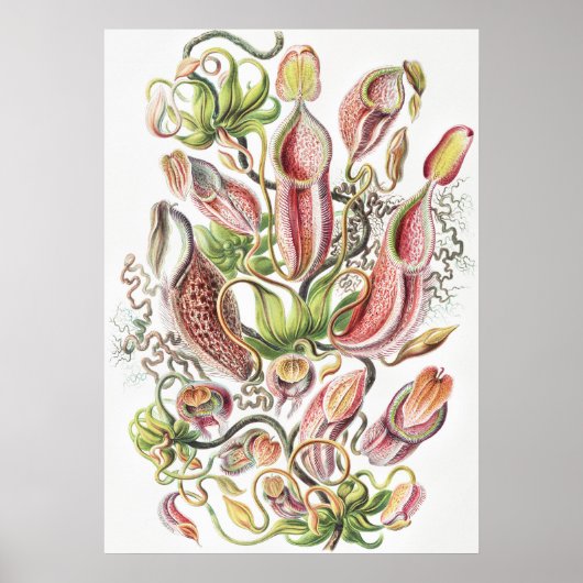 Antieke Ernst Haeckel Botanische Pitcher Plant Poster (Voorkant)