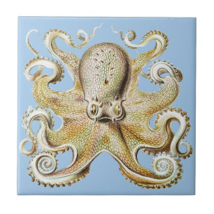 Antieke Ernst Haeckel Octopus Zeevaart Zeeleven Tegeltje