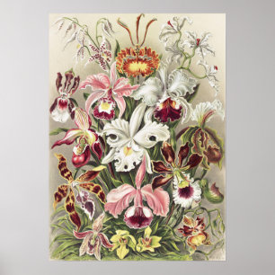 Antieke Ernst Haeckel Orchidee Botanische Print