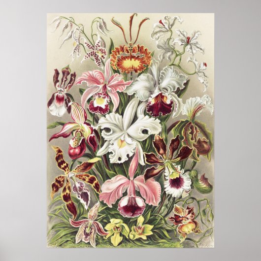 Antieke Ernst Haeckel Orchidee Botanische Print (Voorkant)