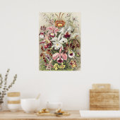 Antieke Ernst Haeckel Orchidee Botanische Print (Keuken)