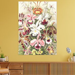 Antieke Ernst Haeckel Orchidee Botanische Print