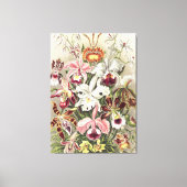 Antieke Ernst Haeckel Orchidee Botanische Print (Voorkant)