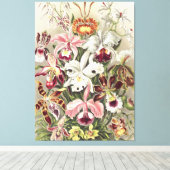 Antieke Ernst Haeckel Orchidee Botanische Print (Insitu (Houten vloer))