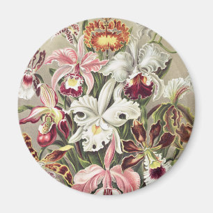 Antieke Ernst Haeckel Orchidee Botanische Print Magneet