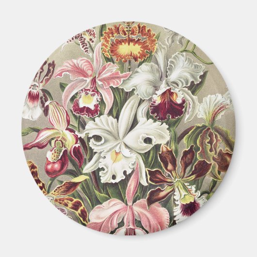 Antieke Ernst Haeckel Orchidee Botanische Print Magneet (Voorkant)