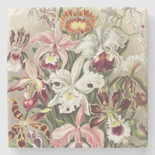 Antieke Ernst Haeckel Orchidee Botanische Print Stenen Onderzetter