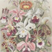 Antieke Ernst Haeckel Orchidee Botanische Print Sticker (Voorkant)