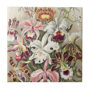 Antieke Ernst Haeckel Orchidee Botanische Print Tegeltje