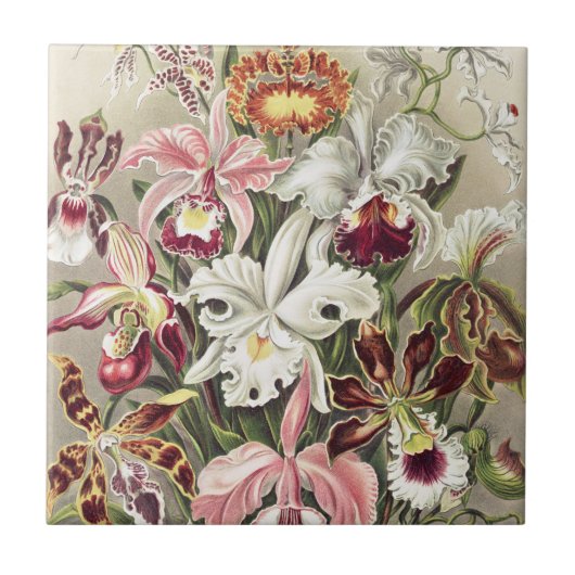 Antieke Ernst Haeckel Orchidee Botanische Print Tegeltje (Voorkant)