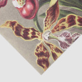 Antieke Ernst Haeckel Orchidee Botanische Print Tissuepapier (Detail)