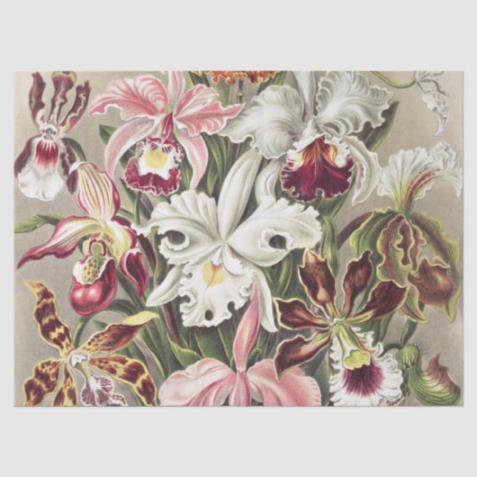 Antieke Ernst Haeckel Orchidee Botanische Print Tissuepapier (Voorkant)