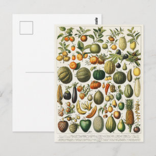 Antieke Franse botanische fruitposter kunst Briefkaart
