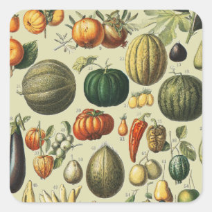 Antieke Franse botanische fruitposter kunst Vierkante Sticker