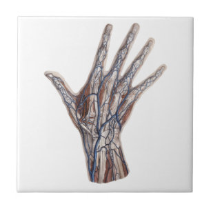 Antieke geneeskunde, menselijke anatomie hand ving tegeltje