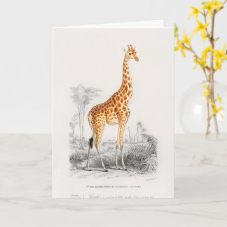 Antieke Giraffe Natuurhistorische Print Orbigny Kaart