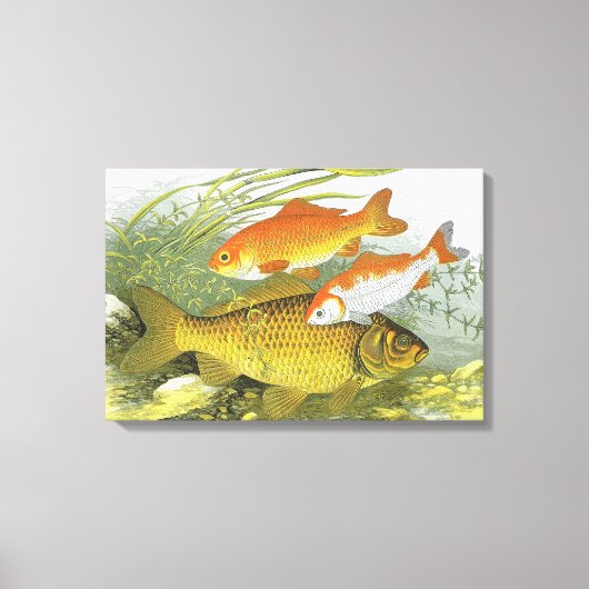 Antieke Goudvis Koi Vis, Zeeleven in de Zee Canvas Afdruk (Voorkant)