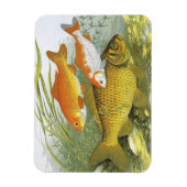 Antieke Goudvis Koi Vis, Zeeleven Magneet (Verticaal)