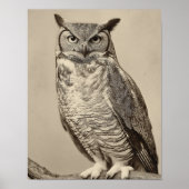 Antieke Grote Uil Sepia Vogel Poster (Voorkant)