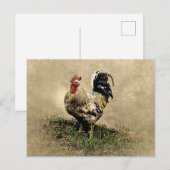 Antieke Haan in het Gras Briefkaart (Voorkant / Achterkant)