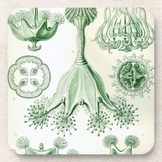 Antieke Haeckel Bier Onderzetter (Voorkant)
