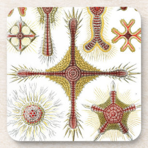Antieke Haeckel Bier Onderzetter