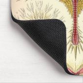Antieke Haeckel Muismat (Hoek)